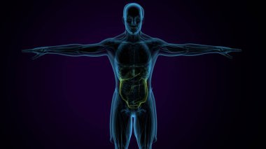 İnsan kalça kası. 3 Boyutlu Resimler