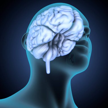 İnsan kalça kası. 3 Boyutlu Resimler