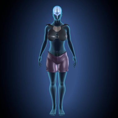 İnsan kalça kası. 3 Boyutlu Resimler