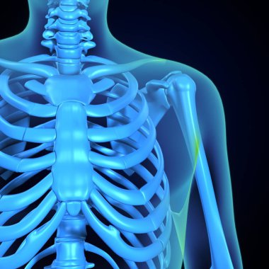 İnsan kalça kası. 3 Boyutlu Resimler