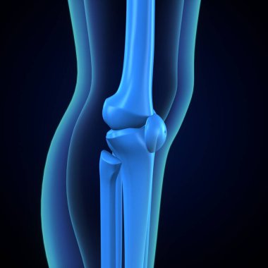 İnsan kalça kası. 3 Boyutlu Resimler