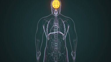 İnsan Sindirim Sistemi. 3 Boyutlu Resimler
