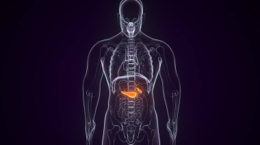 İnsan Sindirim Sistemi. 3 Boyutlu Resimler