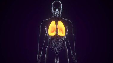 Human Digestive System. 3D Illustrations