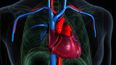 İnsan Sindirim Sistemi. 3 Boyutlu Resimler