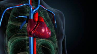 İnsan Sindirim Sistemi. 3 Boyutlu Resimler