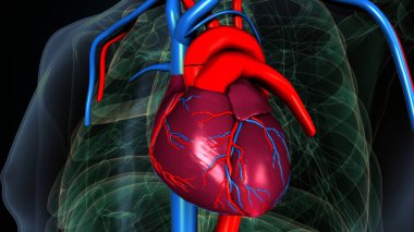 İnsan Sindirim Sistemi. 3 Boyutlu Resimler