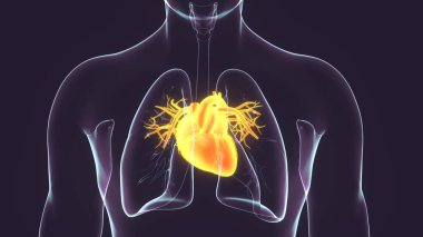 İnsan Böbrek Sistemi. 3 Boyutlu Resimler