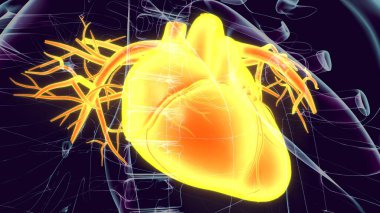 İnsan Böbrek Sistemi. 3 Boyutlu Resimler