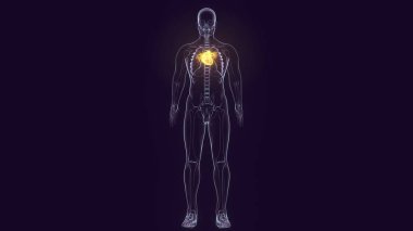 İnsan Böbrek Sistemi. 3 Boyutlu Resimler