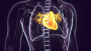 İnsan Böbrek Sistemi. 3 Boyutlu Resimler