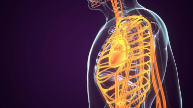 İnsan Böbrek Sistemi. 3 Boyutlu Resimler