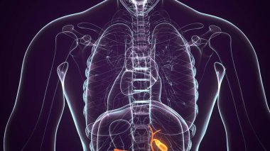 İnsan Böbrek Sistemi. 3 Boyutlu Resimler