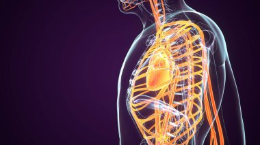 İnsan Böbrek Sistemi. 3 Boyutlu Resimler