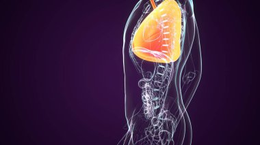 İnsan Böbrek Sistemi. 3 Boyutlu Resimler