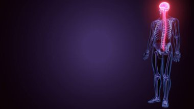 İnsan beyni ve sinirleri. 3 Boyutlu Resimler