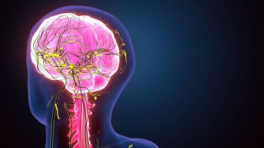 İnsan iskeleti ve sinirleri. 3 Boyutlu Hazırlama