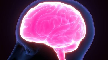 İnsan iskeleti ve sinirleri. 3 Boyutlu Hazırlama