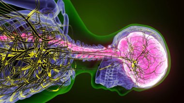 İnsan Omurga Anatomisi. 3 Boyutlu Hazırlama