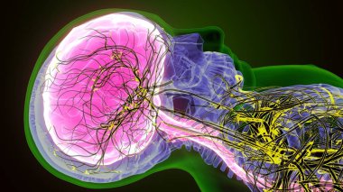 İnsan Omurga Anatomisi. 3 Boyutlu Hazırlama