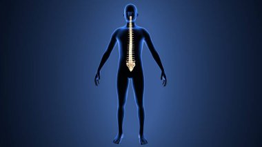 İnsan omurgası. 3 Boyutlu Hazırlama