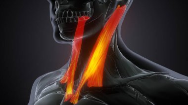 İnsan omurgası. 3 Boyutlu Hazırlama