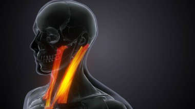 İnsan omurgası. 3 Boyutlu Hazırlama