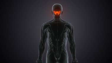 İnsan omurgası. 3 Boyutlu Hazırlama