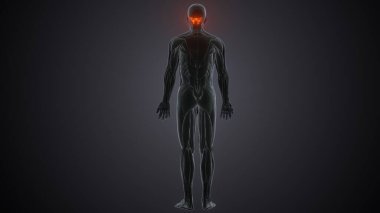 İnsan omurgası. 3 Boyutlu Hazırlama