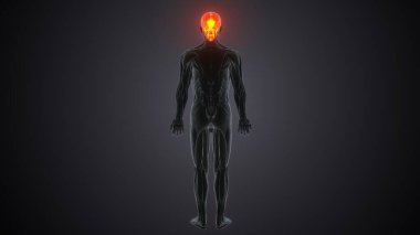 İnsan omurgası. 3 Boyutlu Hazırlama