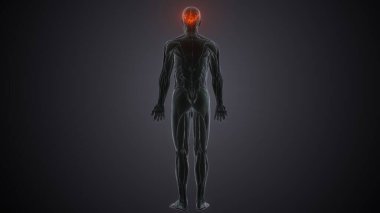 İnsan omurgası. 3 Boyutlu Hazırlama