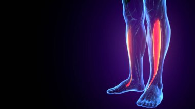 İnsan gözü anatomisi. 3d hazırlayıcı