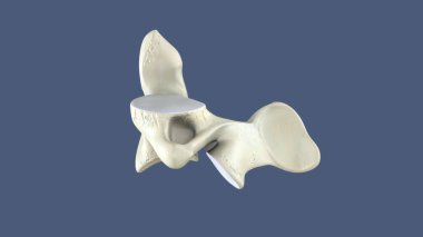 İnsan gözü anatomisi. 3d hazırlayıcı