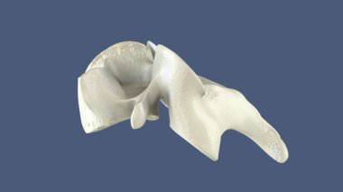 İnsan gözü anatomisi. 3d hazırlayıcı