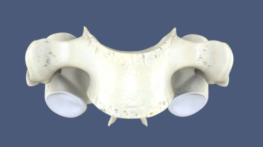 İnsan gözü anatomisi. 3d hazırlayıcı