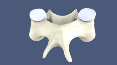 İnsan gözü anatomisi. 3d hazırlayıcı