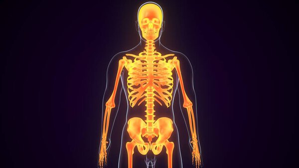 Человеческая пищеварительная система. Трехмерные ограничения