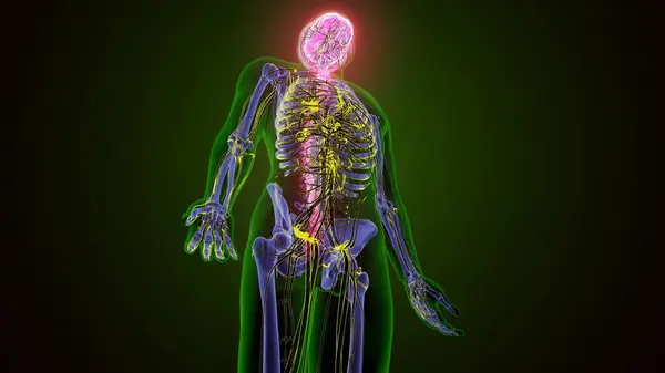 İnsan iskeleti ve sinirleri. 3 Boyutlu Hazırlama