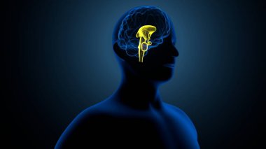 İnsan gözü anatomisi. 3d hazırlayıcı