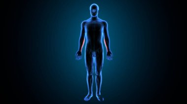 Tam çene çizgisi. 3 Boyutlu Hazırlama