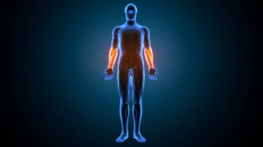 Tam çene çizgisi. 3 Boyutlu Hazırlama