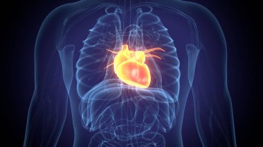 İnsan alt çene kemiği. 3 Boyutlu Hazırlama