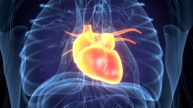 İnsan alt çene kemiği. 3 Boyutlu Hazırlama