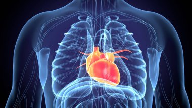 İnsan alt çene kemiği. 3 Boyutlu Hazırlama