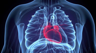 İnsan alt çene kemiği. 3 Boyutlu Hazırlama