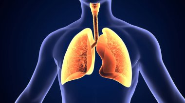 İnsan alt çene kemiği. 3 Boyutlu Hazırlama