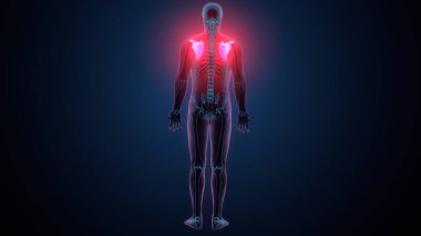 İnsan alt çene kemiği. 3 Boyutlu Hazırlama