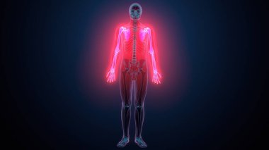 İnsan alt çene kemiği. 3 Boyutlu Hazırlama