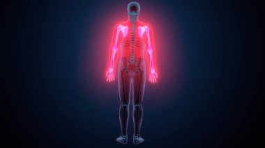 İnsan alt çene kemiği. 3 Boyutlu Hazırlama