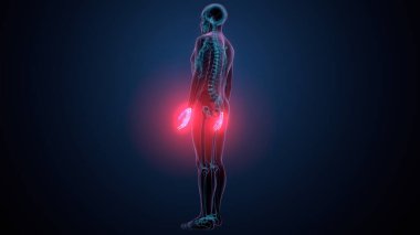 İnsan alt çene kemiği. 3 Boyutlu Hazırlama